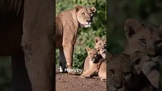 Топ 5 лучших парков Кении 🦩Туры в Кению. 🐘