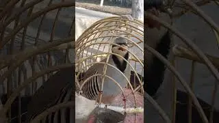 овози кабки шикори кабки кухи