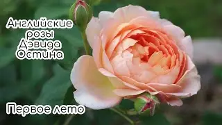 Шикарные английские розы Дэвида Остина. Первое лето