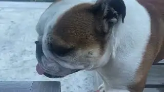 Bulldogs can’t swim