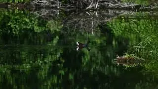 Камышница. NikonZ50 120fps