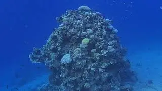 двухцветные и синезеленые хромисы на кочках  отеля Happy Life Village Dahab