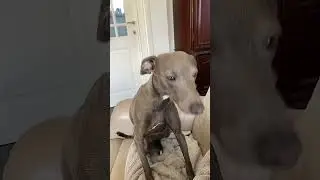 🐶Фроське исполнилось 6 месяцев.💕