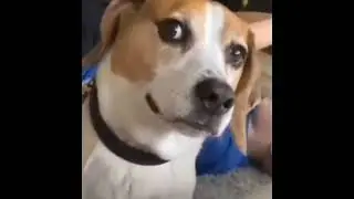 Suspicious Pup: What's He Thinking? 🤔🐶