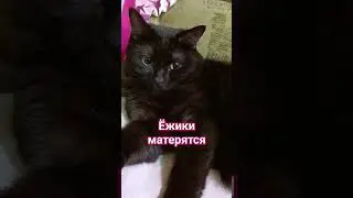 Ёжики матерятся 🤣 