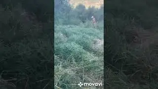 сезон сборки сена !