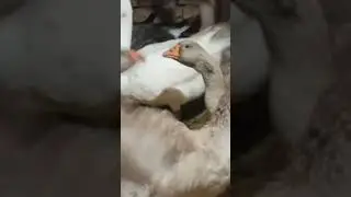 Тульские бойцовые