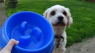 Review on a slow feed bowl for dogs