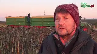 Sunflower harvest 2019: low costs, new sales opportunities