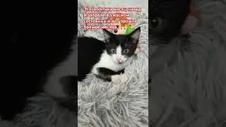Прошло больше месяца, как я его забрала с демодекозом #рекомендации #shorfs #кубань 🙏🙏🙏