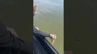 Beautiful Smallmouth Bass Release! #fishing #bassfishing #fishingvideo