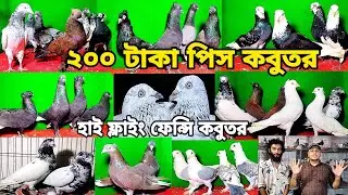 মাত্র ২০০ টাকা পিস কবুতর চিলা গররা গিরিবাজ হাইফ্লায়ার কালদোম সবুজ গলা কবুতর কিনুন রিফাত ভাইয়ের