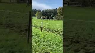 Eternal Optimists on their way to 🥇 #shorts #horses #equestrian #equestriansport #teamchasing