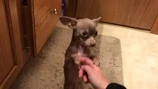 Un chihuahua s'assoit pour recevoir des gratouilles