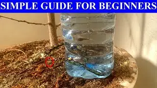 Easy & cheap Drip Irrigation from Plastic Bottles: Ingenious Life Hacks for Thriving Plants!