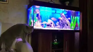 Снупи Кот
