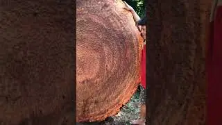 Largest burl slab in the world #wood #woodworking #shorts #woodwork #liveedge