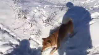 ЭТО ФИАСКО БРАТАН! Instagram @shiba stiv приколы смешные моменты мемы
