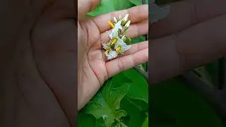 Perjalanan terong pokak #minivlog #gardening #harvesting #littlegarden #terongpokak #shorts #asmr