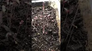 AMARANTH Sprouts #seedstarting #gardening #zone8b