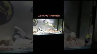 ЩУКА ПРОТИВ ПИРАНЬИ В АКВАРИУМЕ ТИК ТОК