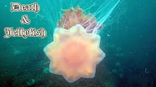 Death & Jellyfish | UKDiver