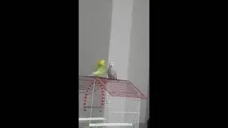 Konuşan Muhabbet Kuşları babacık aşkım yakışıklı cicikuş