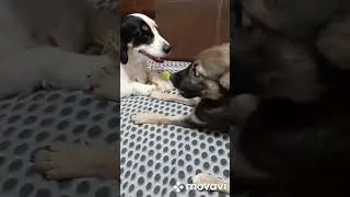 и так каждое утро 😅😅😅