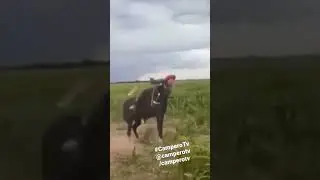 Jineteadas Campero Tv 🤠🐴🐴♥️ 