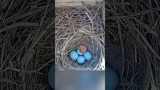 Watching a bird hatch is so cool 🥹🐣 🪺 #bluebirds #birds #nestbox #birdslover #nature #birdnest #