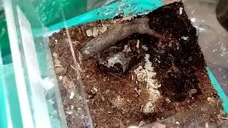 Хищный клещ гипоаспес и белые тропические мокрички. Условия содержания.