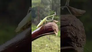Çekirgenin cevabı😄 