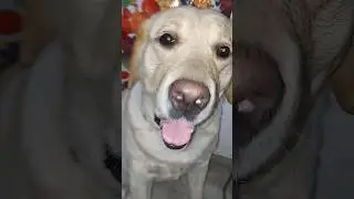 Gapudi Ne Khane Ke Liye Hungama Kar Diya 🤣 #sourshy #dog #shorts #minivlog #ashortaday #cute #vlog