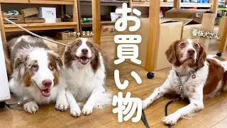 久々のお買い物でルンルンになっちゃう犬達が可愛すぎる✨【ボーダーコリー・オーストラリアンシェパード】
