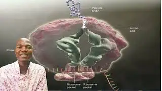 Transcription and Translation during protein Synthesis