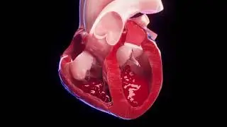 How our heart pump the blood...        #heart #neet2024 #neet #neetmotivation #shots #viralshorts