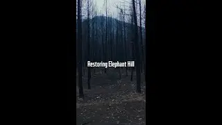 Restoring Elephant Hill
