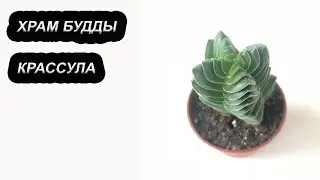 Крассула Храм Будды | Растение с Выдающейся внешностью