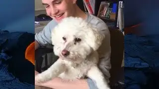 Super HARD TRY NOT TO LAUGH CHALLENGE - Funny ANIMAL compilation