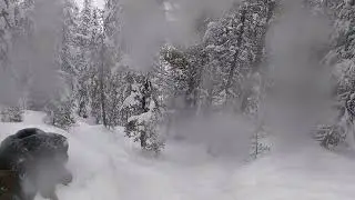 treeeeeee