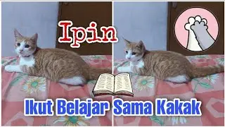 IPIN, KUCING LUCU IKUT BELAJAR BARENG KAKAK || My Cats Diary