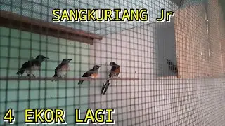 Panen Anakan Murai Batu Sangkuriang Jr 4 Ekor Lagi