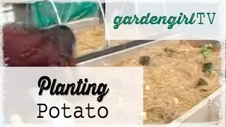 Planting Potato