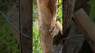 Easier Than Ever! Stick Trick for Barbed Wire Tension!