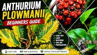 Anthurium Plowmanii Beginners Guide | Wave of Love Seed Propagation and Result