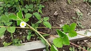 Les fraises di tebḥirt  Amek i tent netteẓẓu ??