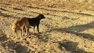 #animals
