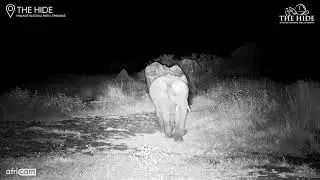 Elephant Makes A Huge Noise!