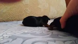 Йорки. Щенки Джессики.