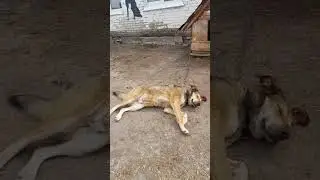 Серега из приюта Ласка 